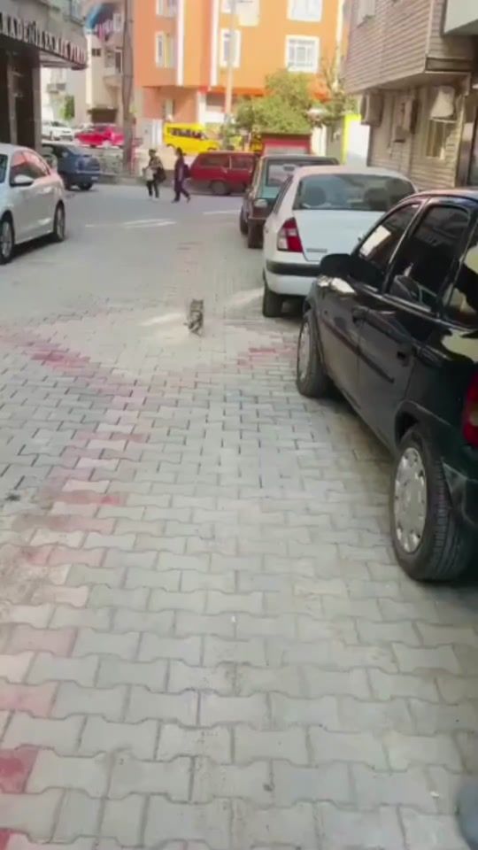 TikTok video thumbnail by gatomatheia