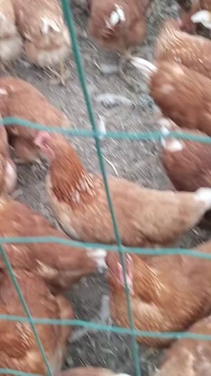 TikTok video thumbnail by tito.kini