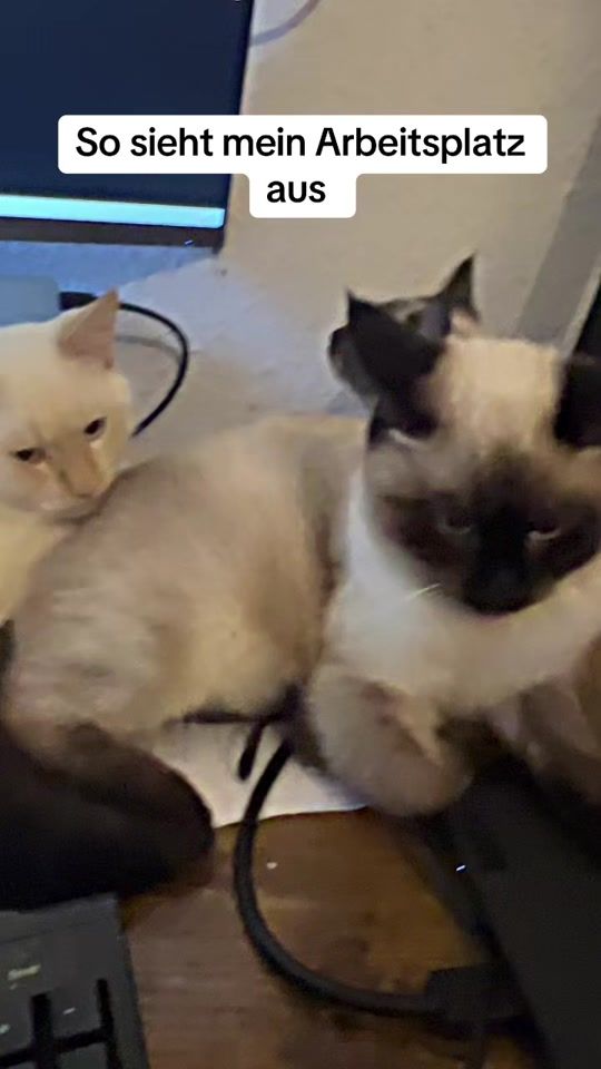TikTok video thumbnail by cat__haus