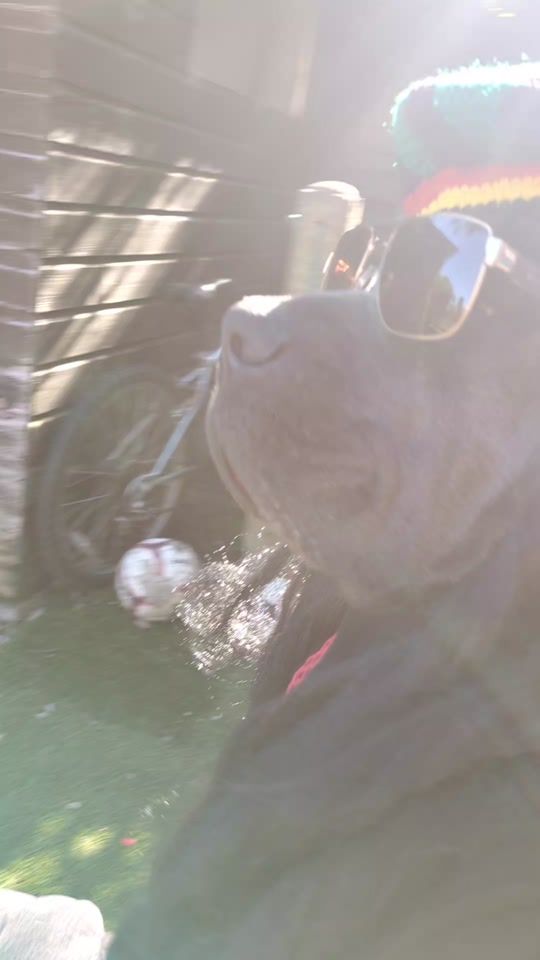 TikTok video thumbnail by mist_the_canecorso