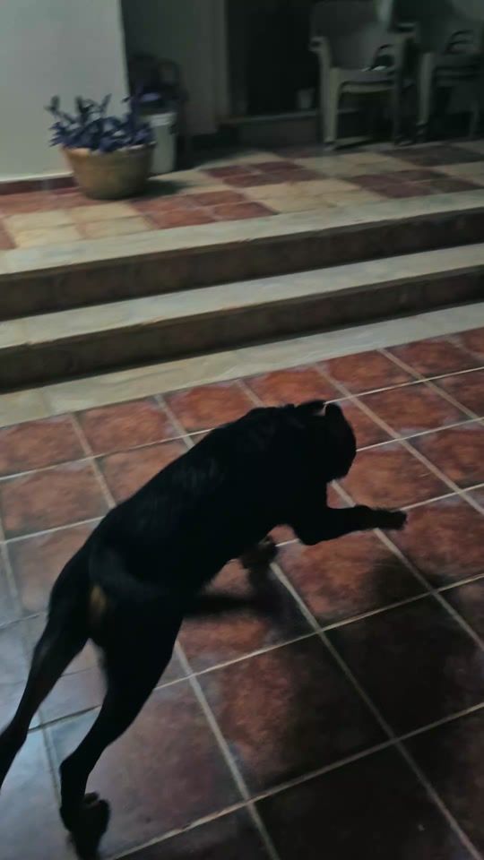 TikTok video thumbnail by ghost_the_rottie